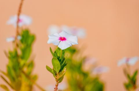 De la médecine traditionnelle au traitement du cancer : le fabuleux destin de la pervenche de Madagascar